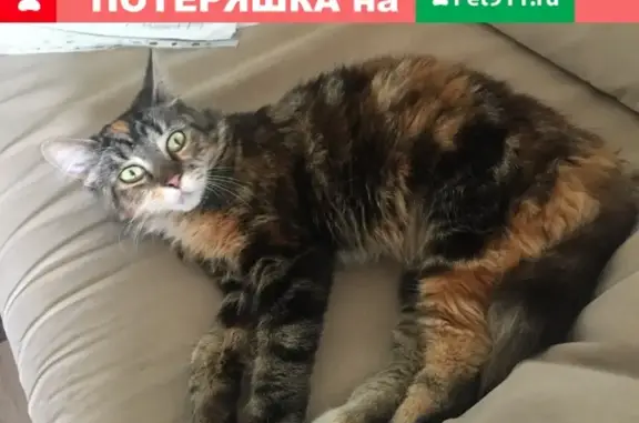 Найдена кошка в СПб, Красногвардейский район