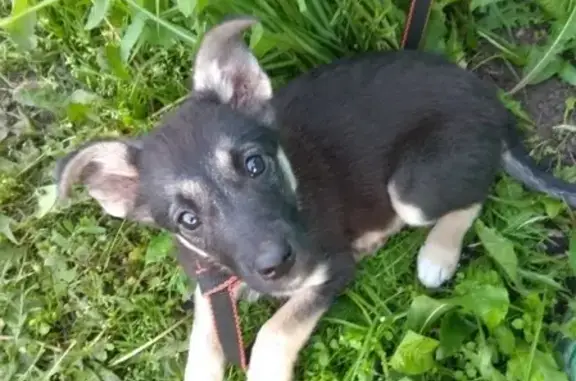 Найден щенок на улице 14 июля в Омске