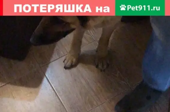Найдена собака, Москва, фото: Нашли немецкую овчарку в Талдомской обл.