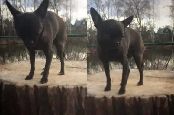 Пропала собака на улице Батумской в Нижнем Новгороде