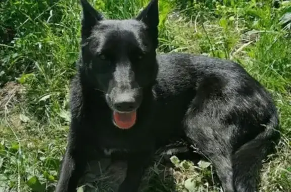 Найдена собака, Москва, фото: Найдена собака возле Внуково, ищем хозяев.