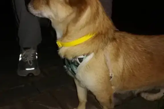 Найдена собака, Москва, фото: Найдена собака возле Богдановского пруда в Москве, ищем хозяина