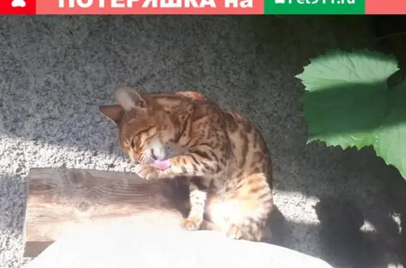 Найдена бенгальская кошка в Ленинском районе