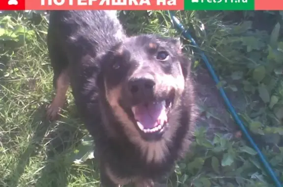 Пропала собака в п. Солдатово, Гвардейский район - Байкал