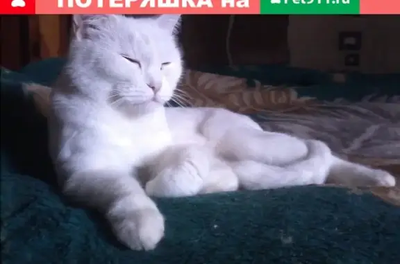 Пропала кошка в Омске на ул. Энтузиастов 67 А