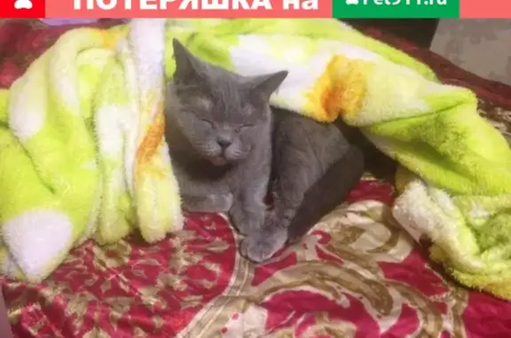 Пропала кошка Ася, ул. Кальная 38, Рязань