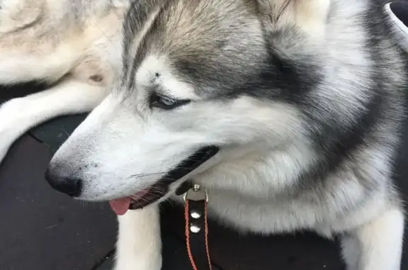 Найдена собака хаски без адресника в Санкт-Петербурге!