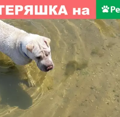 Пропала собака Липецк, Жуковского 26, окрас - белый с бежевым