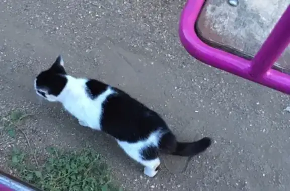 Найдена домашняя кошка в районе Зеленого лога