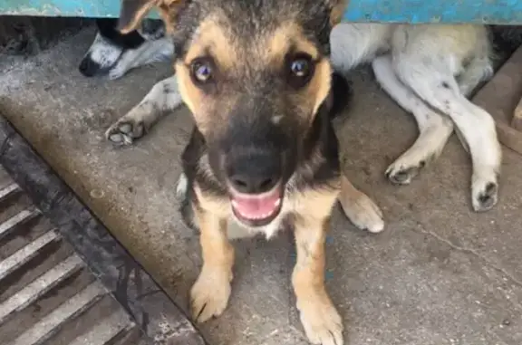 Пропала собака в Черноморском, зовут Ричик, нужна помощь!