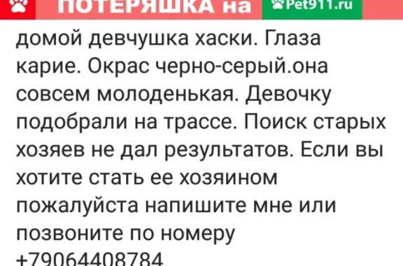 Найдена хаски в селе Александровское, Ставропольский край