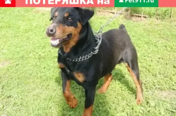 Пропала собака в лесу около деревни Овсянниково в Тверской области, порода ягьтерьер, имя Рокки