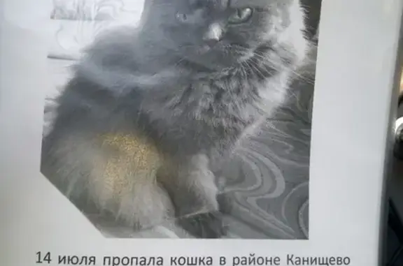 Пропала кошка #Канищево Калуга