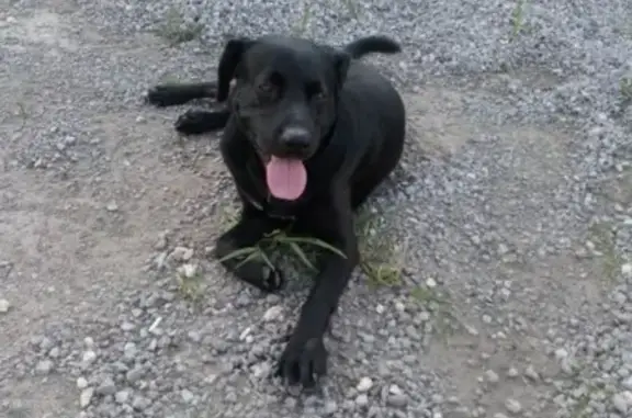 Найдена собака в Липецке, район Сселок #НАЙДЕНА_СОБАКА