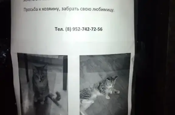 Найдена трехцветная кошка на ул. Ангарская, Екатеринбург