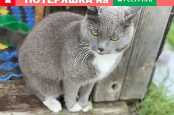 Пропал кот Барсик в Каблуковском СНТ, Тверская область