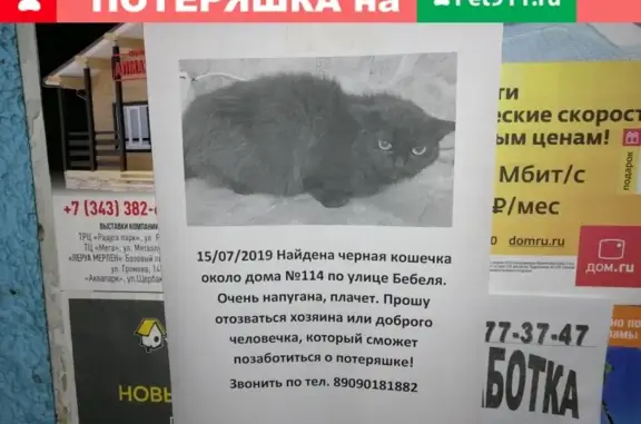 Найдена черная кошка (Бебеля, Екатеринбург)
