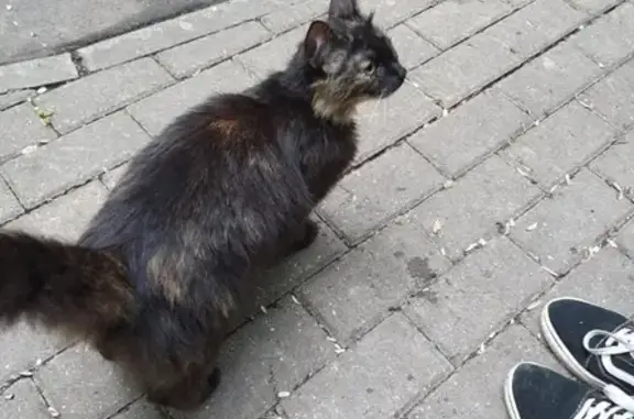 Потерялась кошка в парке на Северном, ищем хозяина