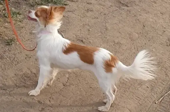Пропала собака в Волгограде