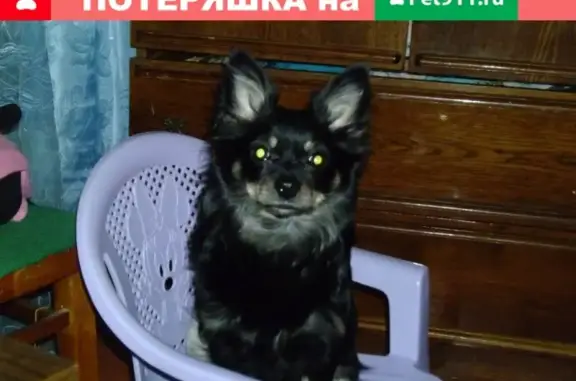 Пропала собака Эльза в Бессоновке, Белгородская обл.