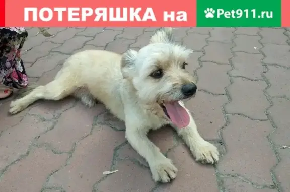 Найдена собака на перекрестке Сурикова и Марковского в Красноярске