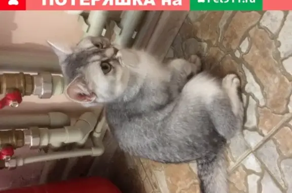 Найден серый котенок в Мясново на 9-ом проезде