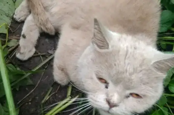 Кошка на Московской с сломанной лапой в Калуге