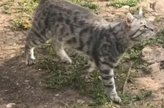 Найден кот на СНТ Белозерки, ищет новый дом.