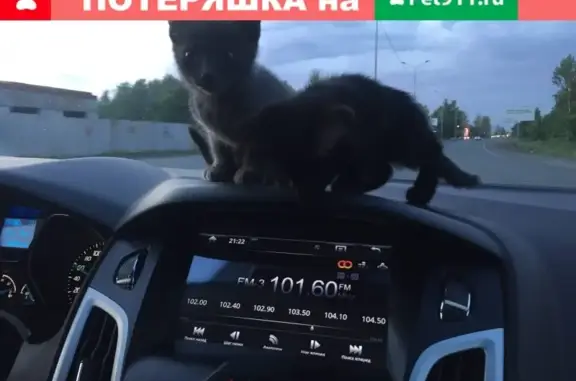 Найдены два котёнка на ул. Братьев Кашириных