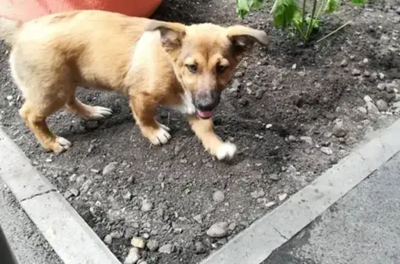 Найден рыжий щенок в Кемерово
