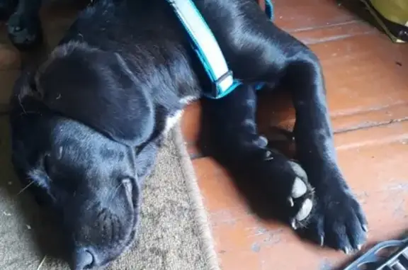 Собаки потеряшки, Тверь, фото: Потеряшка собака в пос. Чкалова, откликается на Ланс.