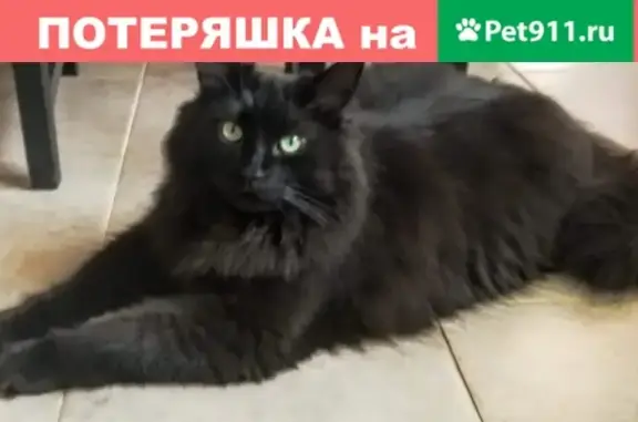 Пропал кот Чешир в коттеджном посёлке Заповедный Парк-2, Московская область