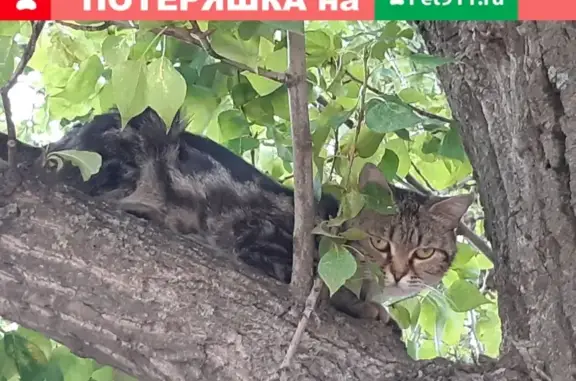 Найдена кошка в Советском р-не Волгограда