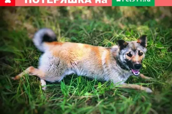Пропала собака в Соколовке, нужна помощь