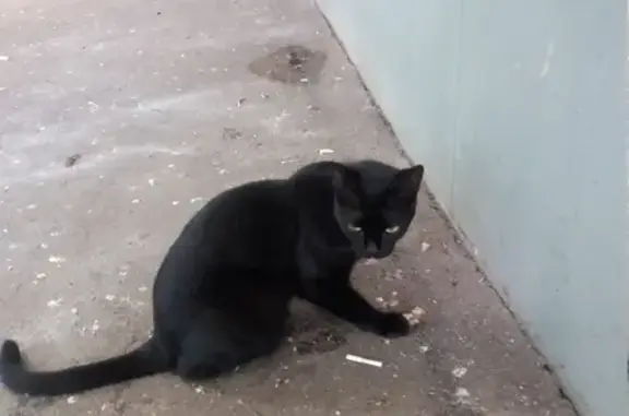 Найдена черная кошка возле магазина Авоська