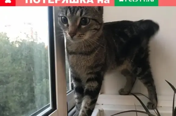 Найдена кошка на Новочерёмушкинской 55к1