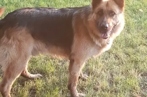 Найдена собака в селе Айдарово около сквера с прудом
