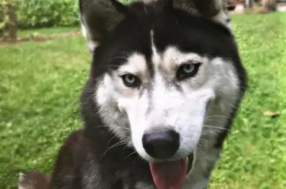 Найдена собака, Москва, фото: Найден хаски в Толстопальцево, Москва.