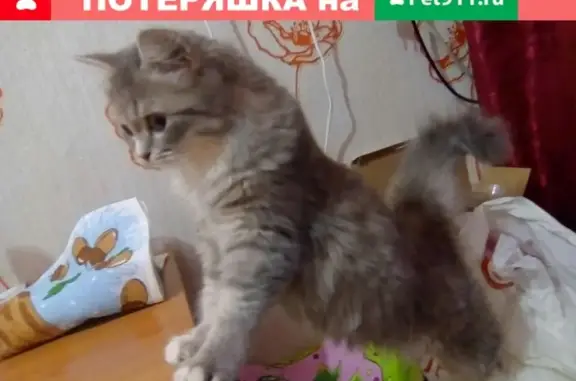 Объявления о пропавших и найденных животных, Мураши, фото: Пропала кошка 