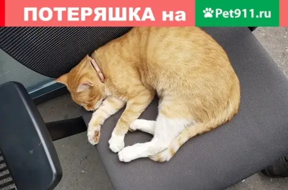 Найден рыжий кот с ошейником на Ленинградском шоссе 71а