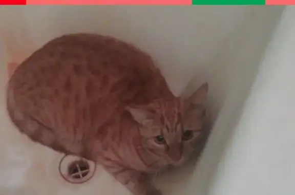 Найден рыжий кот в Магнитогорске