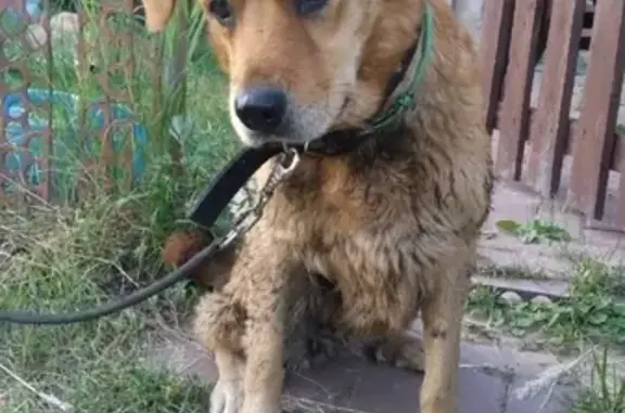 Найдена собака в Борском районе, ищем хозяина!