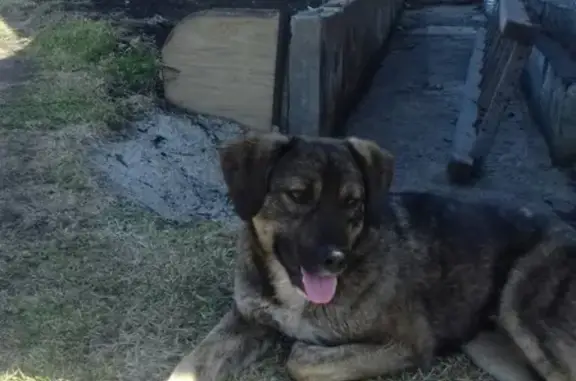 Найдена собака возле деревни Подгорное, ищем хозяев