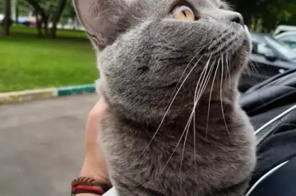Найден британский котик на Велозаводской, 6