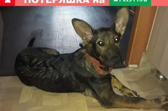 Пропала собака на улице Пушкина, Волжский: 