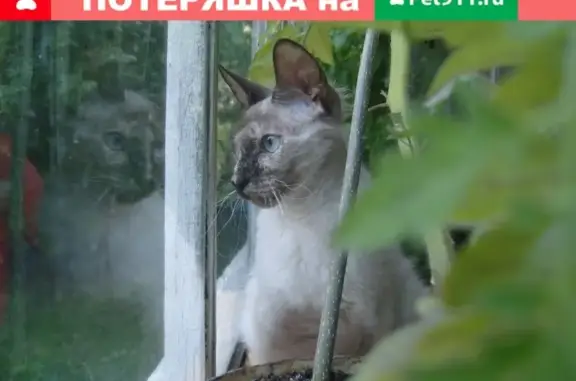 Найдена кошка в Ульяновске, ищут ответственных хозяев или новый дом.
