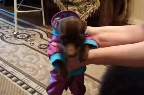 Собаки потеряшки, Тверь, фото: Потеряшка собака в Твери #рк