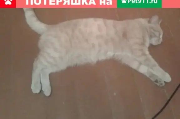 Пропал кот Котя в Белорецке, Республика Башкортостан