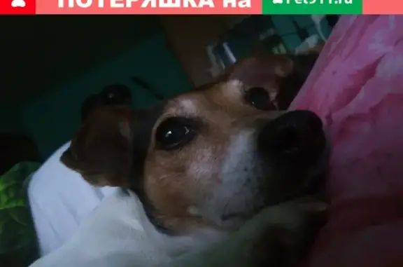 Пропала собака Джек Расел терьер в Зарайске