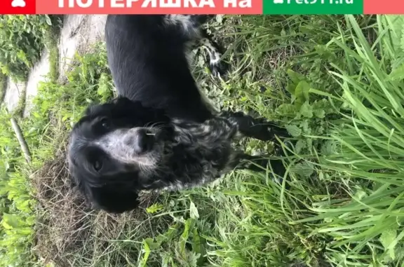 Найдена собака в Иваново, Россия